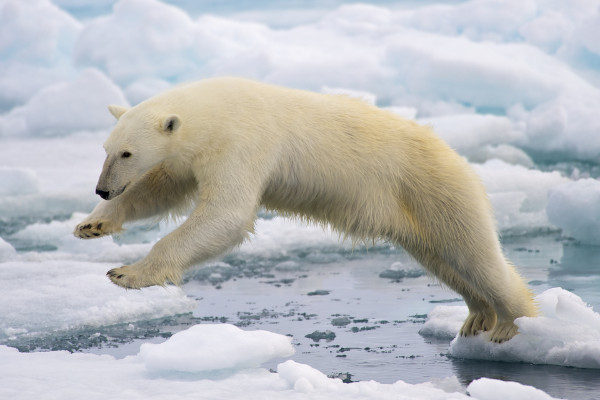 Canadian Arctic cruise - wildlife