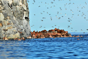 Kolyuchin-inlet