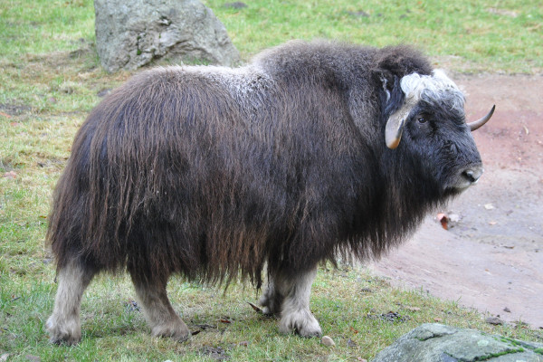Norway cruise wildlife - musk ox