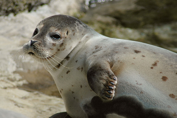 Norway cruise wildlife - seal