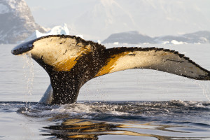 things to do on a Northwest Passage cruise - wildlife watching