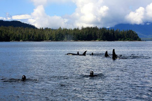 Alaska Inside Passage cruise activities - snorkeling