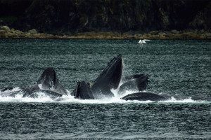 Alaska Inside Passage cruise highlights - icy straight