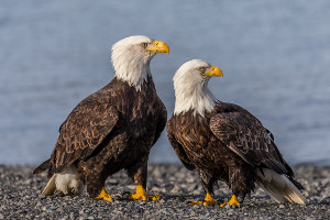 Alaska Inside Passage cruise wildlife - bald eagle