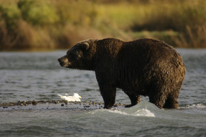 Alaska Inside Passage cruise wildlife - bears