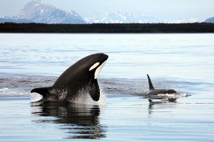 Alaska Inside Passage cruise wildlife - orca