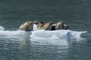 Alaska Inside Passage cruise wildlife - seals