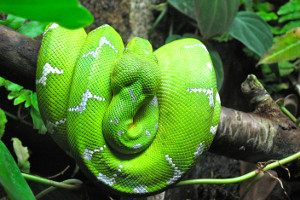 Amazon cruise activites - wildlife watching