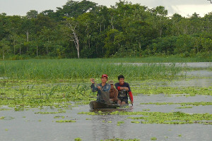 Amazon cruise highlights - Picaya Samaria