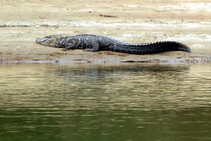 Amazon cruise wildlife - caiman