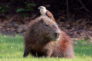 Amazon cruise wildlife - capybara
