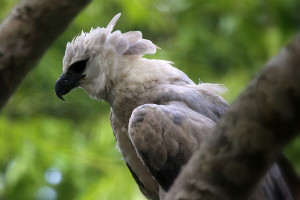 Amazon cruise wildlife - harpy eagle