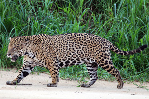Amazon cruise wildlife - jaguar