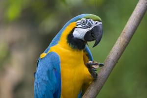 Amazon cruise wildlife - macaw