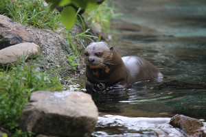 Amazon cruise wildlife - otter