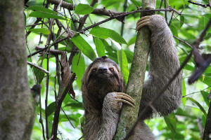 Amazon cruise wildlife - sloth