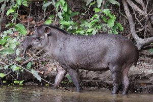 Amazon cruise wildlife - tapir