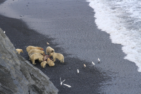 Wrangel Island polar bears Wrangel Island polar bears