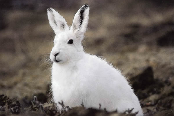 ellesmere island wildlife ellesmere island wildlife